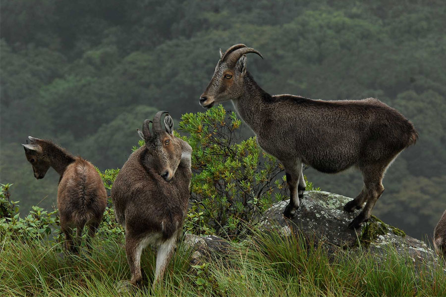 Eravikulam National Park